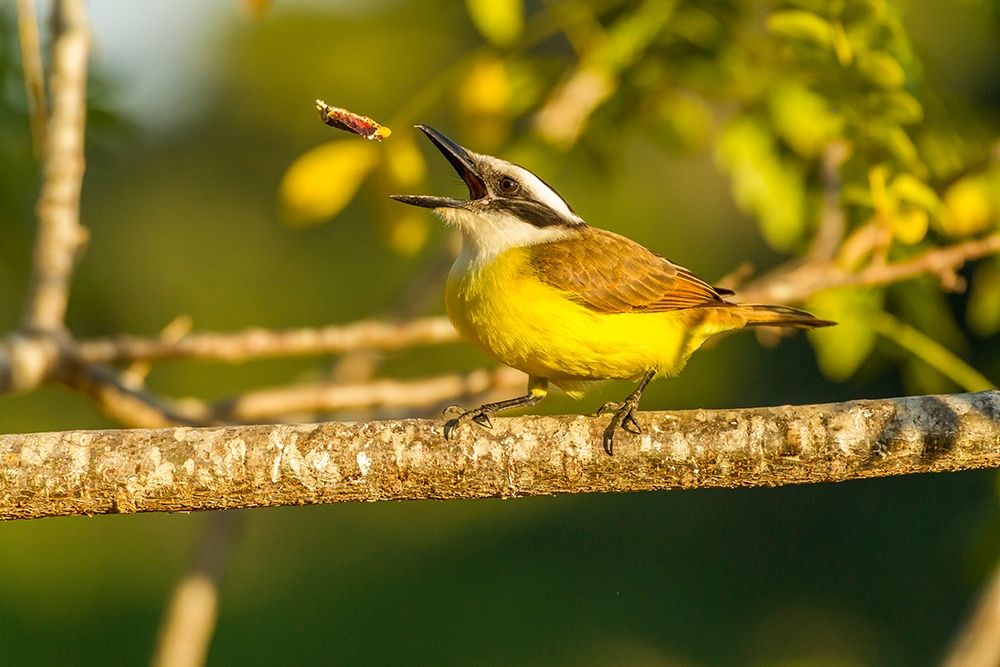 Brazil-Pantanal Kiskadee feeding